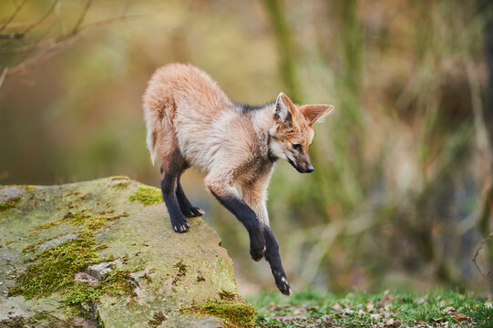 Maned wolf (Chrysocyon brachyurus) pup, captive; Bavaria, Germany