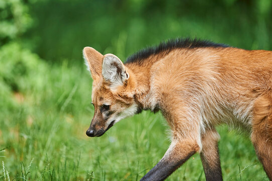 Young Maned wolf (Chrysocyon brachyurus) in a forest glade, captive; South America
