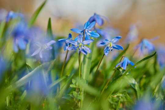 Siberian squill or wood squill (Scilla siberica) blossoms; Bavaria, Germany