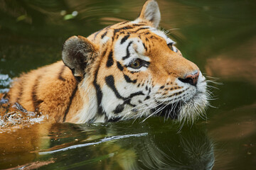 Siberian tiger (Panthera tigris tigris) swimming in a lake, captive, incidence in Russia and Northeast China, captive in a zoo; Bavaria, Germany