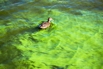 Wild brown mallard duck, Anas platyrhynchos bird swimming in swampy algae polluted water. Green...