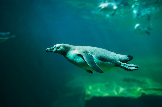 African penguin or Cape penguin (Spheniscus demersus) diving under water, native to South Africa, captive in a zoo; Bavaria, Germany