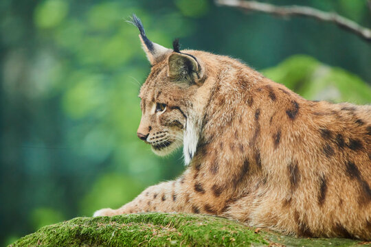 Eurasian lynx (Lynx lynx) staying in a forest, captive; Germany