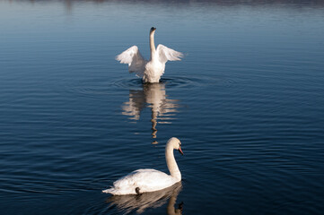 white swans group on the lake swim well under the bright sun
