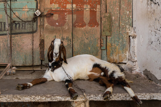 Goat (Capra aegagrus hircus) on chain outside home; Bundi, Rajasthan, India