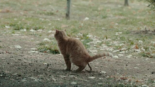 Cat defecating in the outdoors, cat pooping in the forest, slow motion cat urinating