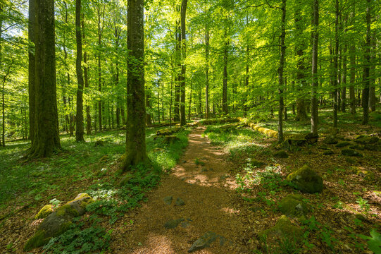 Forest path in summer, Schafstein; Gersfeld, Rhon, Hesse, Germany