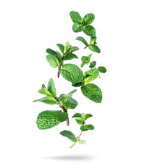 Fresh mint leaves in the air closeup isolated on white background - obrazy, fototapety, plakaty
