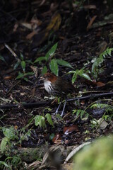 Grallaria Ruficapilla. Un pájaro difícil de ver. Terrestre muy hermosa y difícil de observar. Se encuentra en Caldas, Colombia.