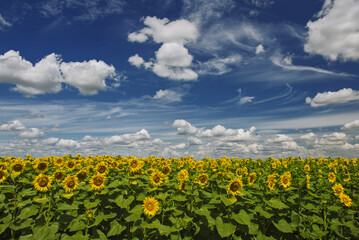 Fototapeta na wymiar Sunflower field with blue sky and clouds in the background