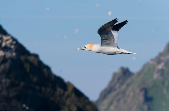 A lone northern gannet (Morus bassanus) flies past the island of Little Skellig; County Kerry, Ireland