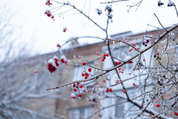 beauty of winter nature. red frosty berries outside. winter nature season with frosty rowan