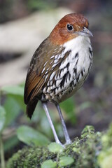 Grallaria Ruficapilla. Un pájaro difícil de ver. Terrestre muy hermosa y difícil de observar. Se encuentra en Caldas, Colombia.