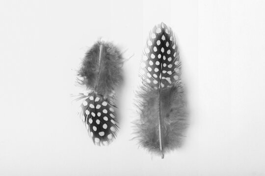 Two spotted bird feathers on a white background; Studio