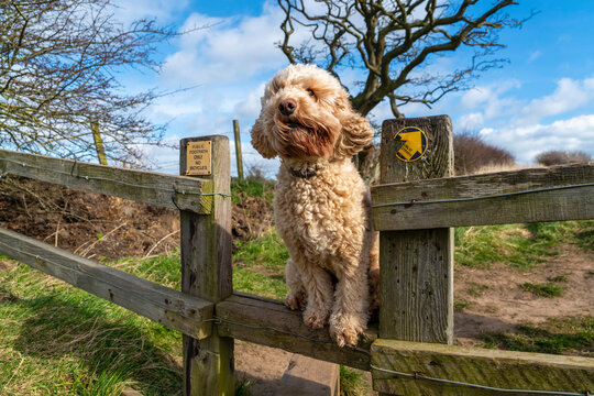 Cockapoo dog standing on a wooden fence along a hiking trail in Cleadon Hills; South Shields, Tyne and Wear, England