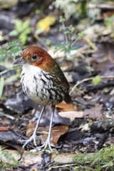 Grallaria Ruficapilla. Un pájaro difícil de ver. Terrestre muy hermosa y difícil de observar. Se encuentra en Caldas, Colombia.