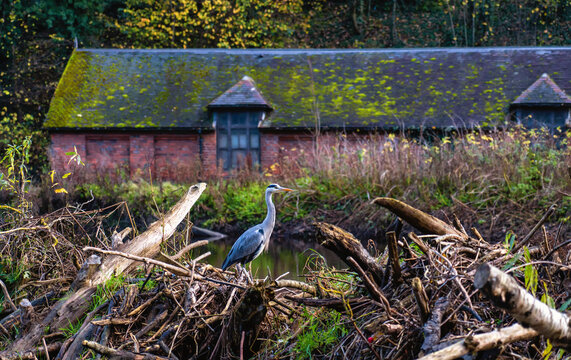 Heron in the brush on the water's edge; Durham, Durham, England
