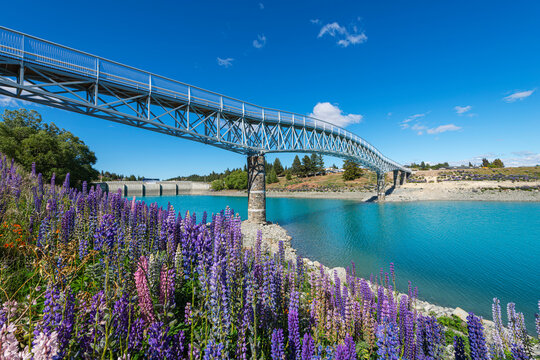 Lake Tekapo footbridge with lupins; Mackenzie District, Canterbury Region, South Island, New Zealand