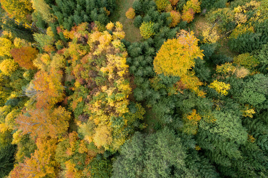 Aerial view of autumn coloured trees in a forest; Bavaria, Germany