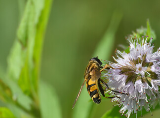 Yellow fly on a purple flower