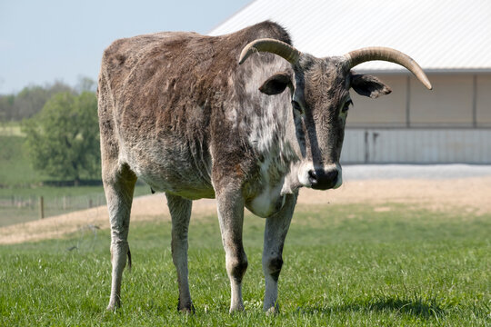 Close-up portrait of a zebu (Bos taurus indicus) or zebu mix cattle standing in a pasture next to a farm building on a sunny day and looking at camera; Lititz, Pennsylvania, United States of America