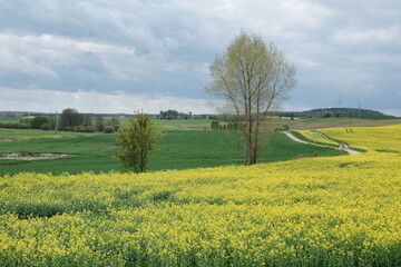 Pola uprawne. Kwitnący rzepak. Polska - Mazury - Warmia.