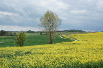 Pola uprawne. Kwitnący rzepak. Polska - Mazury - Warmia. © Rafa