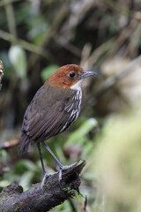 Grallaria Ruficapilla. Un pájaro difícil de ver. Terrestre muy hermosa y difícil de observar. Se encuentra en Caldas, Colombia.