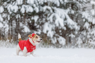 Jack Russell Terrier in a red jacket, hat and scarf stands in the forest. There is a snowstorm in the background. Christmas concept