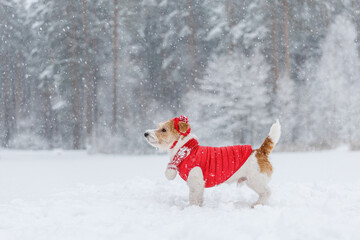 Jack Russell Terrier in a red jacket, hat and scarf stands in the forest. There is a snowstorm in the background. Christmas concept