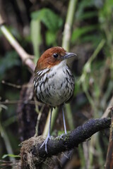 Grallaria Ruficapilla. Un pájaro difícil de ver. Terrestre muy hermosa y difícil de observar. Se encuentra en Caldas, Colombia.