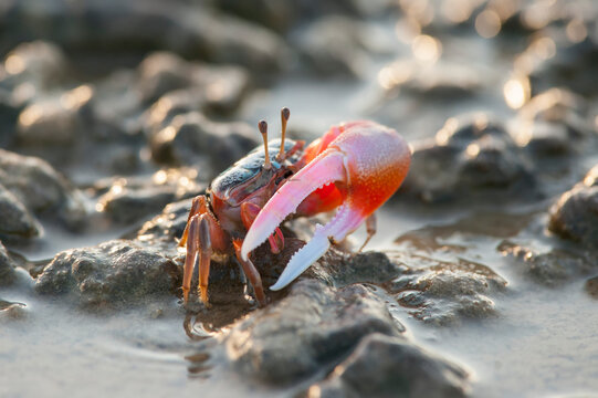 A fiddler crab on the salt flats of Vansittart Bay; Western Australia, Australia