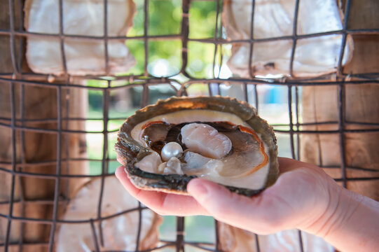 Close up of an open oyster shell held in front of an oyster trap; Western Australia, Australia