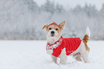 Jack Russell Terrier in a red jacket, hat and scarf stands in the forest. There is a snowstorm in...