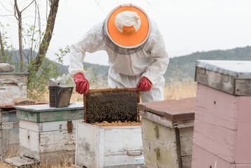 A beekeeper working on a row of beehives, pulling out a honey cell frame from a wooden box with worker honey bees (Apis); Vashlovani, Georgia