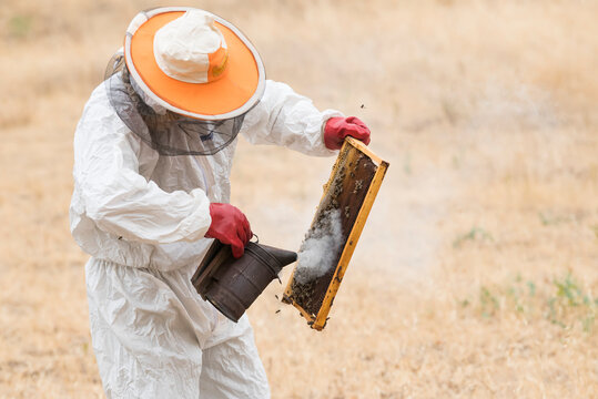 A beekeeper holds a honey cell frame using a smoker to calm the bee colony (Apis); Vashlovani, Georgia