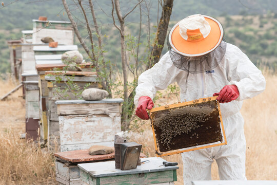 A beekeeper working on a row of beehives, pulling out a honey cell frame from a wooden box with worker honey bees (Apis); Vashlovani, Georgia