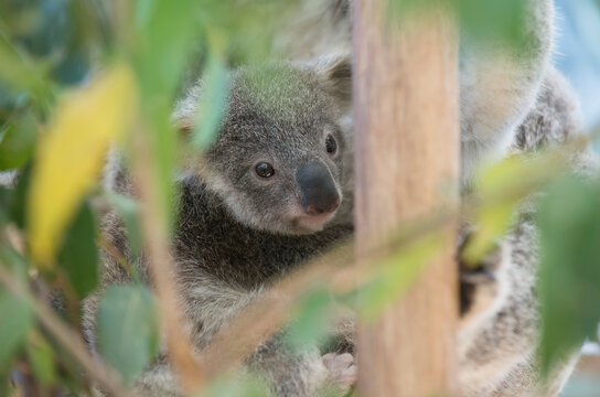 A baby koala (Phascolarctos cinereus) clings to it's parent, photographed at a zoo in Australia; Brisbane, Australia