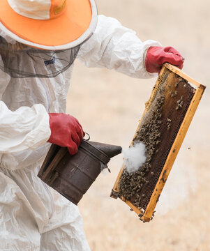 Close-up of a beekeeper holding a honey cell frame using a smoker to calm the bee colony (Apis); Vashlovani, Georgia