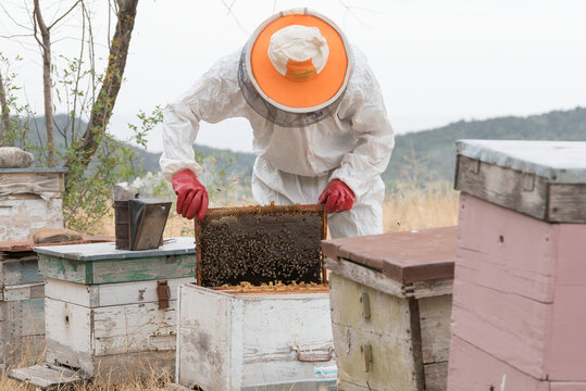 A beekeeper working on a row of beehives, pulling out a honey cell frame from a wooden box with worker honey bees (Apis); Vashlovani, Georgia