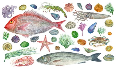 Watercolor set with seafood, shells, fish, shrimp and seaweed