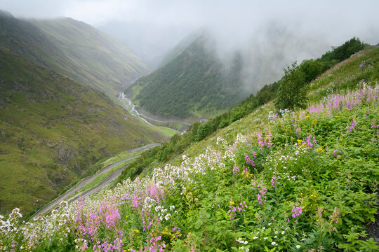 Flowers bloom along the extreme terrain of the unpaved, Abano Pass road through the Caucasus Mountains; Tusheti, Georgia