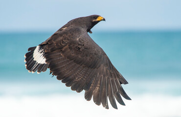 A Common black hawk (Buteogallus anthracinus) flies near the ocean; Puntarenas, Costa Rica
