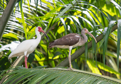 A juvenile and adult American white ibis (Eudocimus albus) stand on a large palm leaf; Puntarenas, Costa Rica
