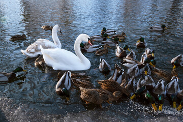 Obraz premium Family of white swans and ducks swim in the water of winter river. Winter in the city. Wild birds feed near the frozen river bank.