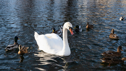 Majestic white swan and ducks swim in the water of winter river. Winter in the city. Wild birds feed near the frozen river bank.