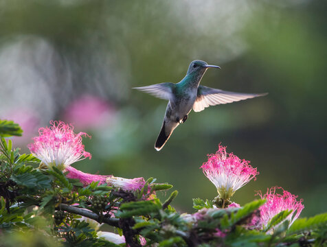 A Charming hummingbird (Amazilia decora) feeds on a pink and white flowering Calliandra tree; Puntarenas, Costa Rica