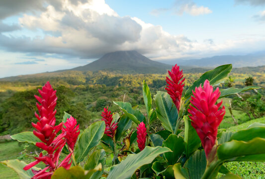 Vibrant, red ginger flowers (Alpinia purpurata) bloom in front of Arenal Volcano, an active stratovolcano, with a dramatic cloud formation hovering over the top; Alajuela Province, Costa Rica