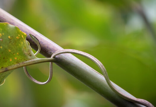 A Brown vine snake (Oxybelis aeneus) slithers along a tree branch in the forest; Puntarenas, Costa Rica