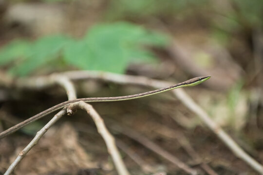 A Brown vine snake (Oxybelis aeneus) slithers along the forest floor; Puntarenas, Costa Rica